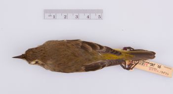 Media type: image;   Ornithology 294381